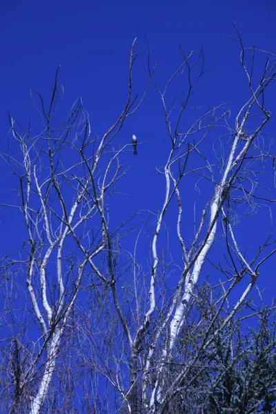 DSC_0712 (Large).JPG